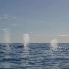 Look, Whales!